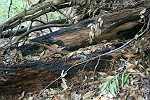 verkohlter Eukalyptus