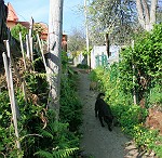 Hund und Katz