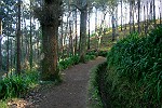 Levada durch den Wald