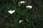 Calla Lilie