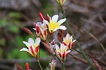 seltene Blumen am Levada