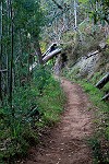 verkohlter Stamm über dem Levada