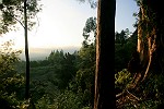 romantischer Blick durch den Wald - auf ds herrliche Abendrot