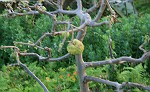 Cherimoya-Baum im Garten