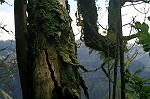 Uralter Baum