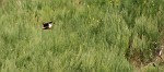 jagender Falke über der Wiese