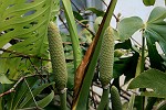 Philodendron Frucht