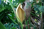 Philodendron Frucht - noch unreif in der Schutzhülle