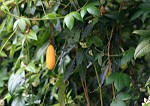 Bananen-Maracuja