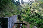 Levada-Urwald