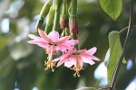 Bananen-Maracuja Blüte