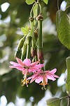 Bananen-Maracuja Blüte
