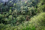 Blick auf den Levada hinter uns