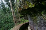 Levada an der Felswand