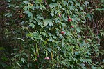 blühende Wand aus Bananen-Maracuja Blüten