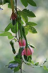 Bananen-Maracuja Blüte