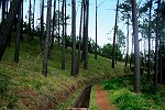 Levada-Wäldchen