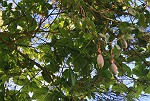 Bananen-Maracuja Baum