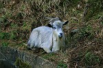 Ziege am Levada