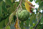 Cherimoya am Baum