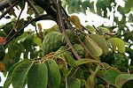 Cherimoya am Baum