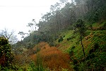 Levada-Landschaft im Regen