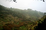 Levada-Landschaft im Regen