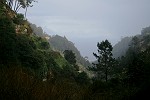 Noch ein Blick in den "Regenwald"