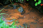 rote Erde - eisenhaltiges Wasser: das Becken unterhalb des Wasserfalls