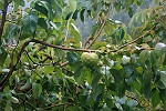 Cherimoya-Baum
