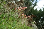 wilde Blumen
