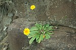 gelbe Felsen-Blume