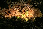 Es wachsen Pflanzen in den Lava-Tunnels