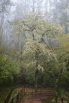 Ein Baum wie aus einem Märchen