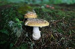 Pantherpilz