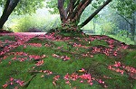 rosaroter Blüten teppich