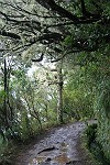 Regen, Flechten, Nebel und Matsch