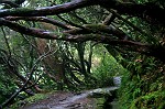wildromantische und abenteuerliche Regenwald-Vegetation