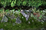 hübsches Fels-Moos Arrangement