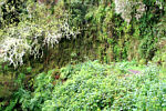 Flechten und Moos an den Felsigen Wänden des Levada "Caldeirao Verde"