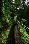 dichter Urwald aus Farnen,