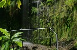 Nasstropfende Farn- und Mooswände am Levada zum "Inferno Wasserfall"