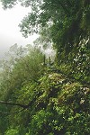 direkt am Abgrund "der grünen Hölle" des "Levada do Inferno"
