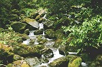 Wildbach