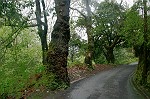 alte Bäume an der Straße nach Santana