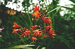 hübsche leuchtend orange Blumen