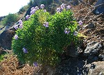 Felsen-Blume