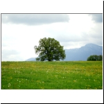 007_Murnau-Uffing07_Eiche.jpg