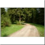 113_Weg-unter-Fichten-Tannen_m.jpg
