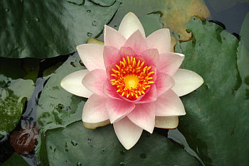 Seerose, die ich auf dem Teich des Grundstücks entdeckte, wo ich die Seiten verbrannte